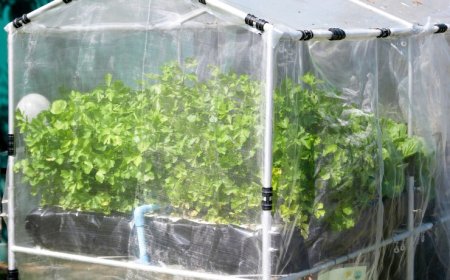 High Tunnel Plastic vs Greenhouse Film Key Differences
