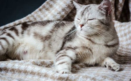 How Long Is a Cat Pregnant? Feline Pregnancy Timeline and Signs to Watch