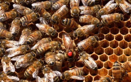 Buying Bees for Beginners: What Type of Bees Should You Start With?