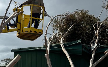 How to Safely Remove Hazardous Trees: Insights from Benj Geerling’s Expert Team