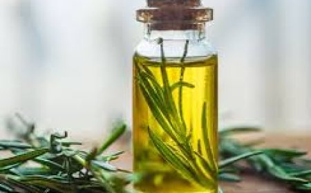 Reliable Rosemary Oil Suppliers in India for Pure Quality