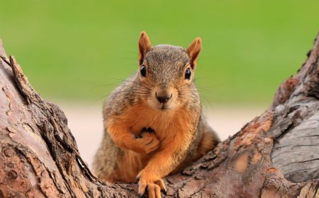 Silent Invaders in Brampton: The Complete Guide to Effective Squirrel Control