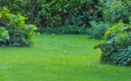 Quality Lawn Mowing Services in Malabar by Trusted Local Grass Cutting Professionals