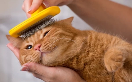 Grooming Station San Diego: Best Dog & Cat Grooming Services in One Place