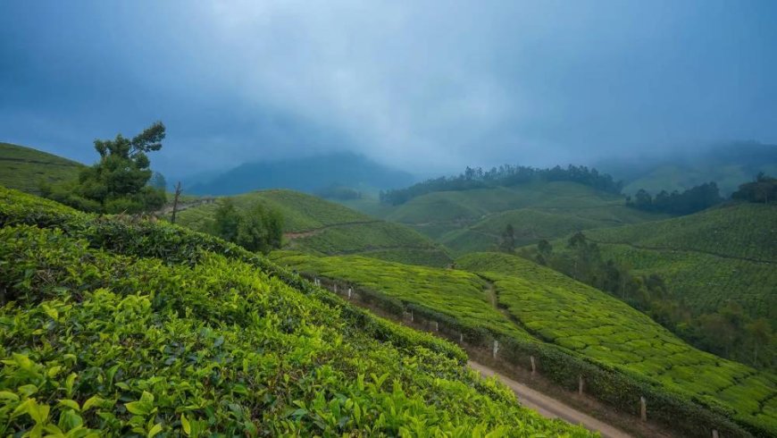 Munnar Tour Package for Families – Peace, Tea, and Memories