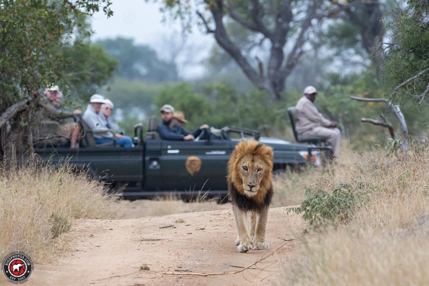 Discover the Best of Kruger Game Reserve with Guided Safaris and Stunning Landscapes