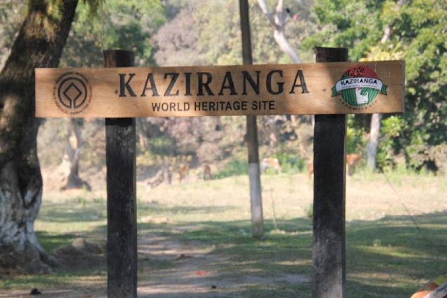 Explore the Wild Side of Assam with Top Kaziranga Holiday Packages