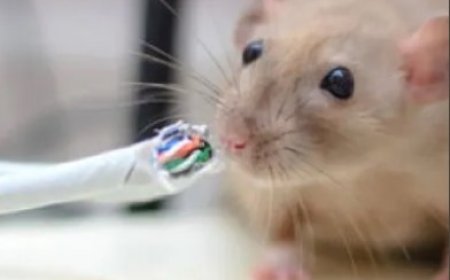 Rats in the Roof? Here’s What Perth Homeowners Should Know