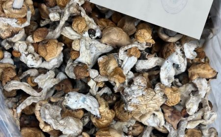 HOW PEOPLE IN UNITED KINGDOM GET MAGIC MUSHROOM