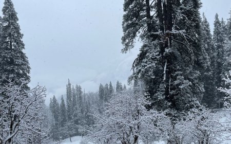 Meet Kedarnath: Your Best Himalayan Getaway With TREKBERRY