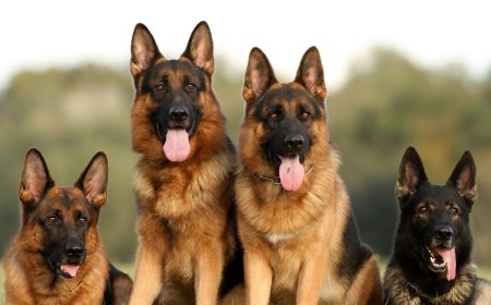 Long-Haired German Shepherds | Majestic & Beautiful Companions