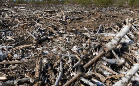 Causes Of Biodiversity Loss