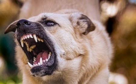 Is Your Dog Trying to Warn You? Decode the aggression signals in dogs