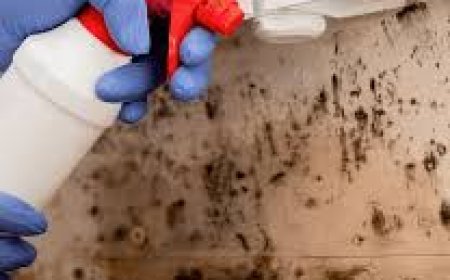 New Build Doesn’t Mean Mold-Free: Why Mold Detection Services Are Crucial Even in Dubai’s Luxury Homes