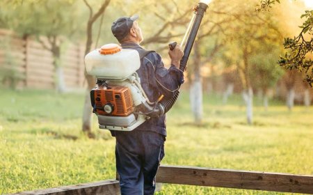 Top-Rated Ant Control Services for Long-Lasting Protection