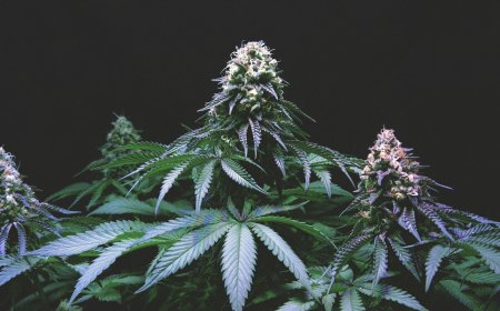 How to Find the Best Dispensary Near Me for Quality Cannabis and a Great Experience