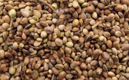 Marijuana Seeds Made Simple: Grow Potent Cannabis at Home