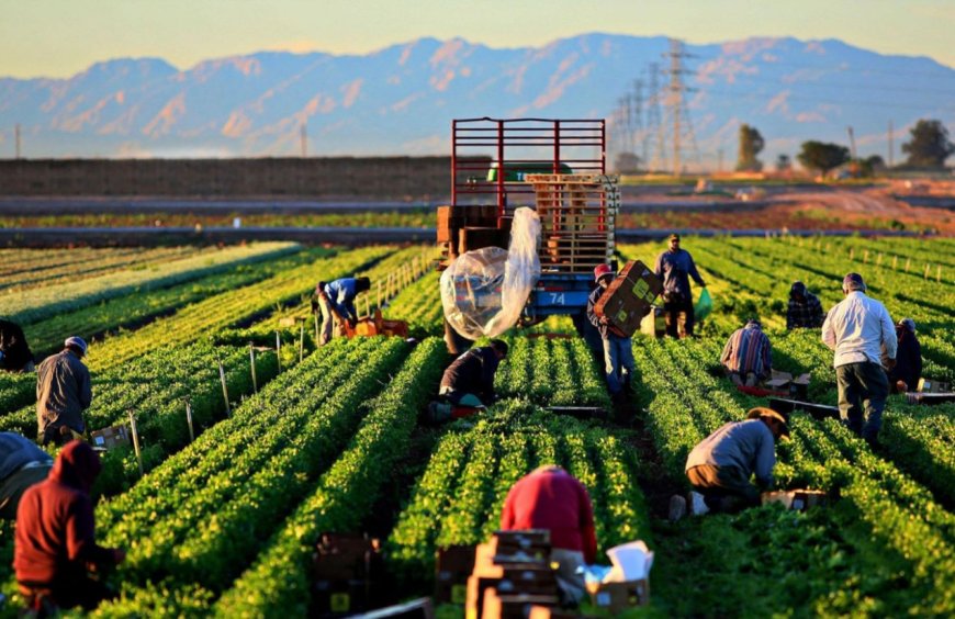 Singapore's Green Revolution: A Guide to Farm and Flower Jobs with Visa Sponsorship