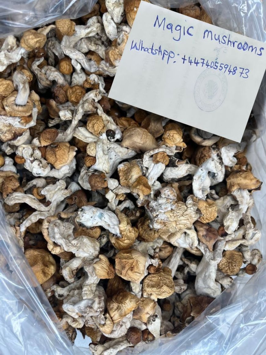 HOW PEOPLE IN UNITED KINGDOM GET MAGIC MUSHROOM