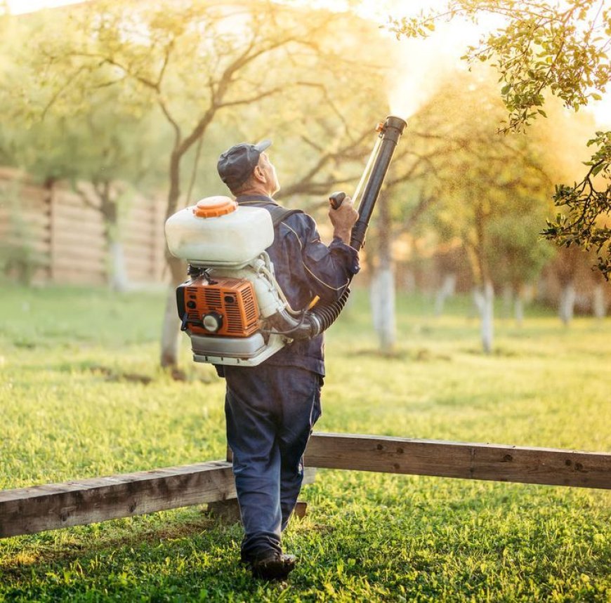 Top-Rated Ant Control Services for Long-Lasting Protection